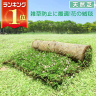 芝生 天然芝 花マット リピア ヒメイワダレソウ ロール 送料無料 (芝生 通販)