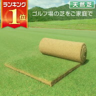 【エントリーで最大100%バック】 芝生 天然芝 ベント芝 ロール巻芝 送料無料 (芝生 通販)