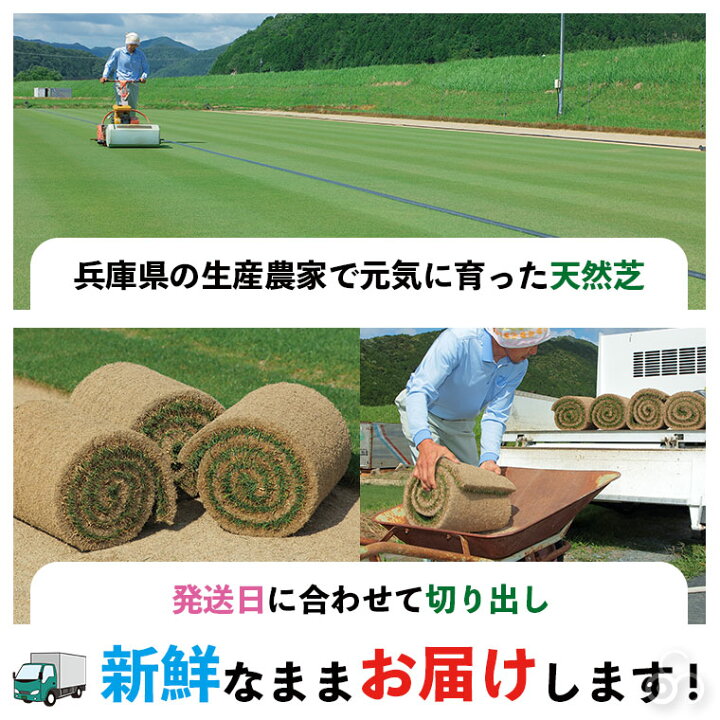 楽天市場】【エントリーで最大100%バック】 芝生 天然芝 三種混合 