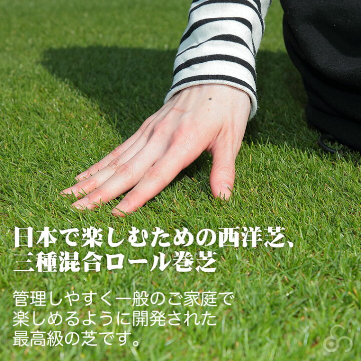 楽天市場】【エントリーで最大100%バック】 芝生 天然芝 三種混合 
