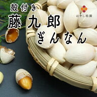 【価格そのまま増量中】藤九郎 ぎんなん 全国送料無料 サイズ混合 岐阜県産 高級品種 訳あり 殻付き レン…