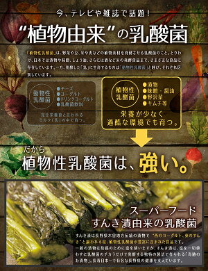 【4粒でヨーグルト1kg分!】すんき漬由来のグングンしみこむナノ型乳酸菌に活性型酵素をプラス!『ナノ型乳酸菌×活きてる酵素』