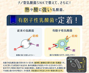 【4粒でヨーグルト1kg分!】すんき漬由来のグングンしみこむナノ型乳酸菌に活性型酵素をプラス!『ナノ型乳酸菌×活きてる酵素』