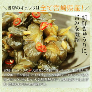 国産(宮崎県産)きゅうり醤油漬け