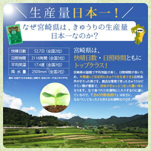 国産(宮崎県産)きゅうり醤油漬け