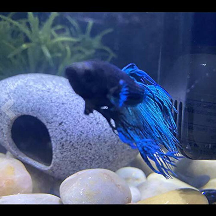 楽天市場 Kimlonton 隠れ家 アクアリウム オーナメント 装飾 水槽用オブジェ 金魚 熱帯魚 爬虫類 隠し場 水槽用飾り セラミック 石の水槽飾り インテリア おしゃれ 2つの洞窟 約11 X 8 X 5 8cm サンデーモーニング 楽天市場店