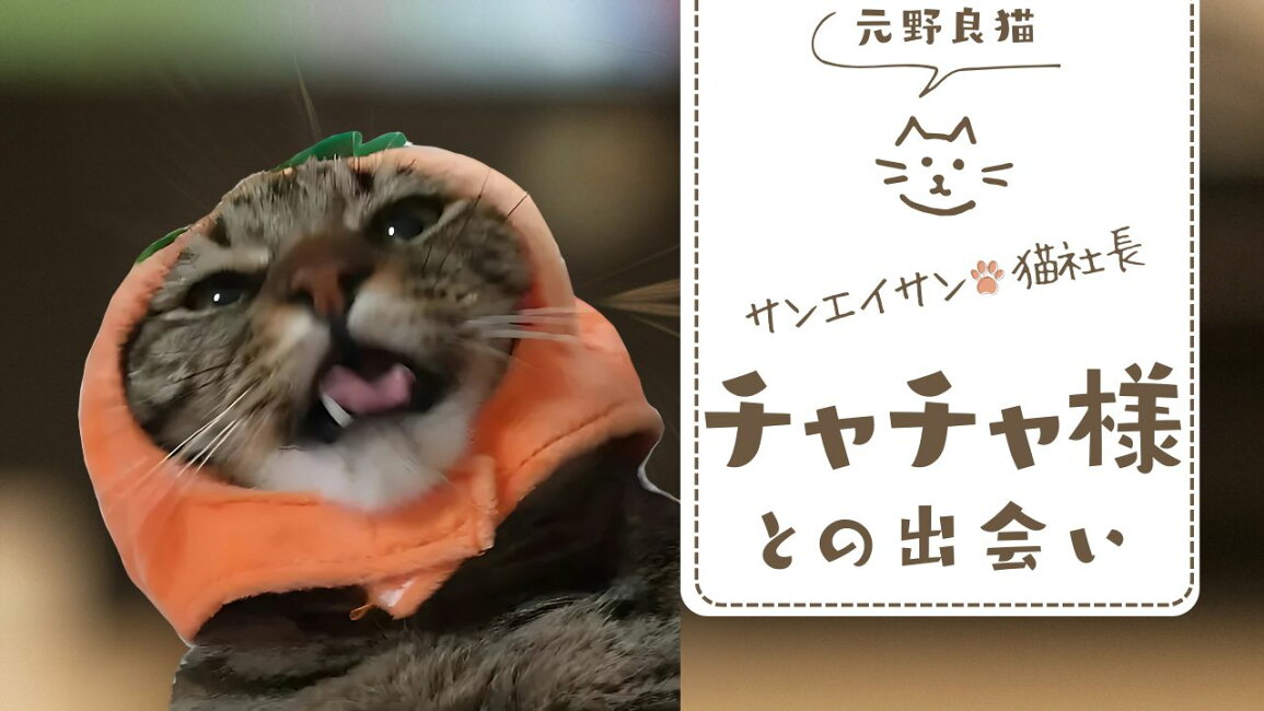 楽天市場 | サンエイサン - - サンエイサン - の猫社長チャチャ様紹介💖 