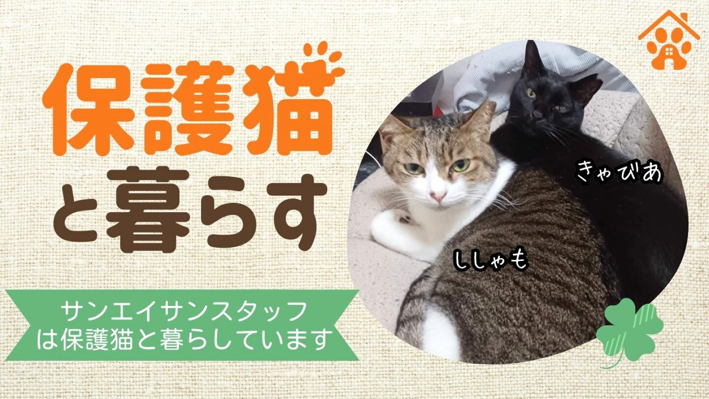 楽天市場 | サンエイサン - 「?️【保護猫・犬活動】売上の一部を寄付 