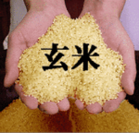 ミルキークイーン　玄米10kg～【令和7年産】【うるち米なのにもちもち】【サンファームしらたか直送】　【山形県白鷹産】