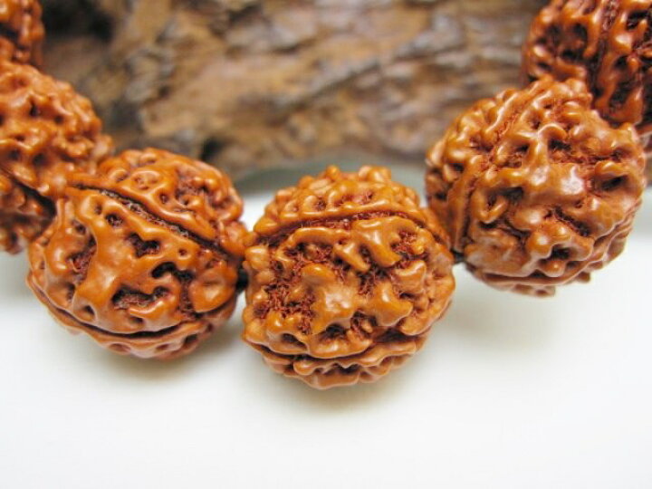 楽天市場】【数珠】金剛菩提樹（ルドラクシャ）Φ17±1mm : 天然石のお店 