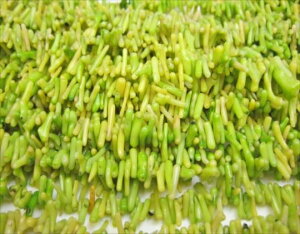 !!!! yA菤izCG[O[R[iXjy3{SETz