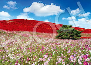 G|bN 500s[X WO\[pY {i RXXPHF̋u- (38×53cm) 05-207s ̂t wt _t