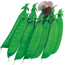 絹莢エンドウ・矮性赤花絹莢（赤花・つるなし）　種子：1袋（約60粒）