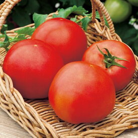 大玉トマト・サターン(R)　種子：1袋（45粒）