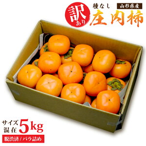󂠂 R`Y햳`5kgTCY ol (Ea) ƒp 󂠂 킯  JL Yn ɂ͕słB 󂠂` t[c  ` Ђ