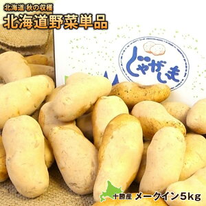 kCY VႪ[NCi5kgjkC H̎nՒPiႪAWKCAACA[NC