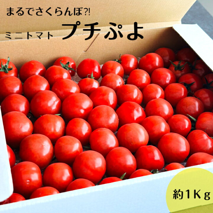 petit トマト 楽天市場】2024年度 予約販売中!【大人気!】プチぷよ 約1kgトマト ミニトマト ぷちぷよ プチプヨ 送料無料 宮城県産 みにとまと プチトマト 薄皮 人気 売れ筋 送料無料 お取り寄 ギフト お中元 : FoodShop Sunmine