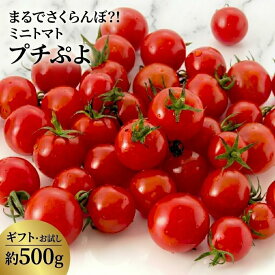 【予約開始｜2026年7月頃～発送】宮城県産 プチぷよ 500g ギフト・ご贈答 or お試しご自宅用トマト 薄皮 幻のミニトマト 高糖度 フルーツトマト 産地直送 送料無料 ギフト 完熟 野菜 お取り寄せ お中元 プチぷよ ぷちぷよ