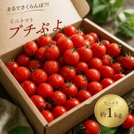 【ご予約品｜2026年9月下旬～発送】宮城県産 プチぷよ トマト 1kg 薄皮 幻のミニトマト 高糖度 フルーツ…