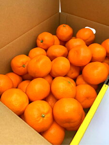 Lc݂ 5kg M`LTCY G a̎RY ݂ ~J k  t[c ʕ Tj[t[cR  (kCEE͕̕ʓr1500~܂)