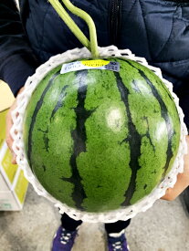 ルナ・ピエナ 1玉入 高知県夜須産 高糖度 温室 西瓜 すいか サニーフルーツ岡山 送料無料 (北海道・沖縄・離島の方は別途送料1500円がかかります)