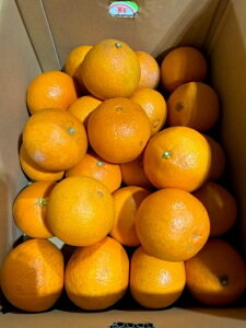 y󂠂育pz 5kg L`MTCY QY  ݂ ~J ʕ k Tj[t[cR  (kCEE͕̕ʓr1500~܂)