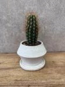 ϗtA s Zbg A T{e ȒP ͂ɂ  CeA RpNgTCY TCY O[ 󏭕i C SҌ AɋA high 16cm wide 10cm