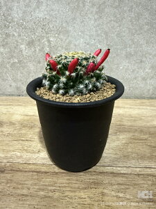 ϗtA }~A Zbg A T{e ȒP ͂ɂ  CeA RpNgTCY TCY O[ 󏭕i C SҌ AɋA high 12cm wi