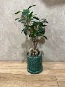 ϗtA KW} Zbg J^A lC A T{e ȒP ͂ɂ  CeA RpNgTCY TCY O[ 󏭕i C SҌ AɋA