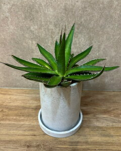 観葉植物 アガベガルシアメンドーサ 鉢セット 多肉植物 サボテン 簡単 枯れにくい おしゃれ インテリア コンパクトサイズ 卓上サイズ グリーン 希少品種 空気清浄 初心者向け 日陰に強い植