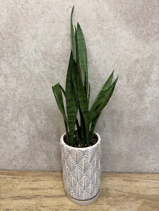 ϗtA TXxAVo[vZX Zbg A T{e ȒP ͂ɂ  CeA RpNgTCY TCY O[ 󏭕i C SҌ A