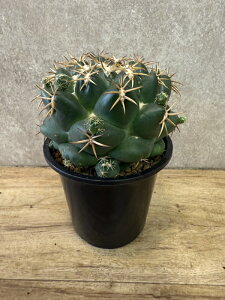 ϗtA ۉ A T{e ȒP ͂ɂ  CeA RpNgTCY TCY O[ 󏭕i C SҌ AɋA high 19cm wide 12cm