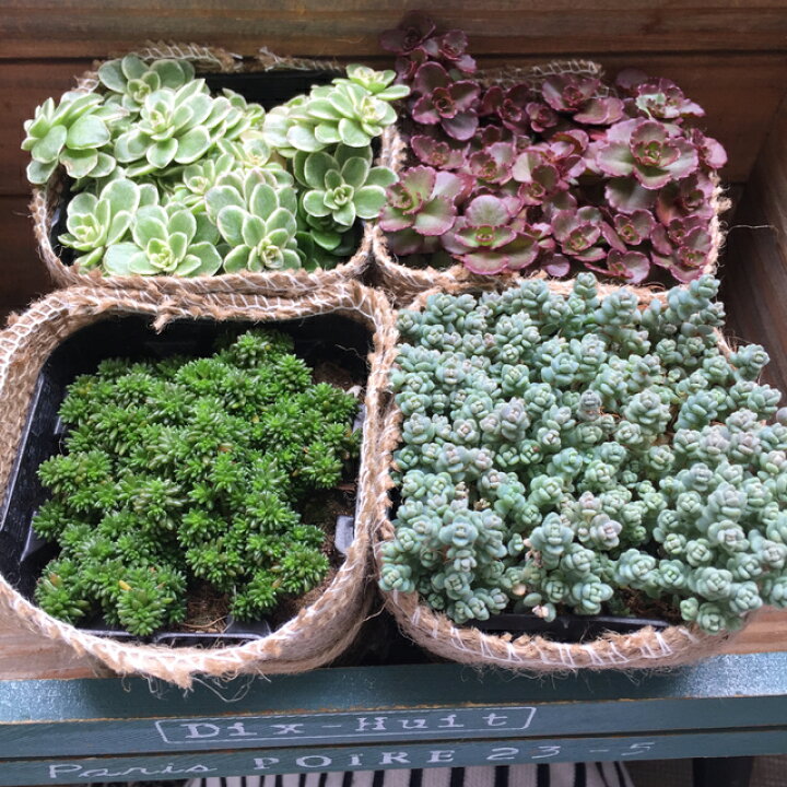 楽天市場 セダム 4点セット 多肉植物 セダム ガーデニング インテリア 観葉植物 パリジェンヌ