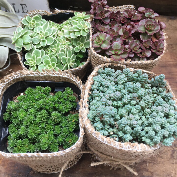 楽天市場】セダム 4点セット （ 多肉植物 セダム ガーデニング 
