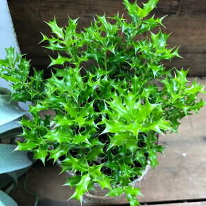 y PqCM z  A ϗtA N   NX}X CeA ~jTCY e[uTCY gQgQ  c c 킢 ȒP ĕ IV      