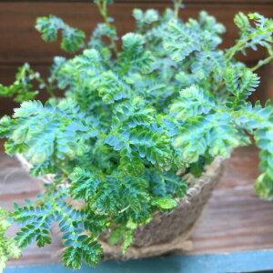 観葉植物 シダ植物の人気商品 通販 価格比較 価格 Com
