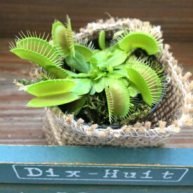 楽天市場 ハエトリソウ 花 ガーデン Diy の通販