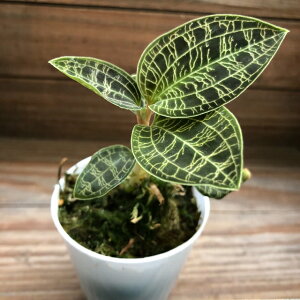 2号 観葉植物 農業資材 ガーデニング用品の人気商品 通販 価格比較 価格 Com