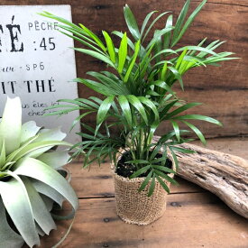 楽天市場 テーブルヤシ 観葉植物 花 観葉植物 花 ガーデン Diyの通販