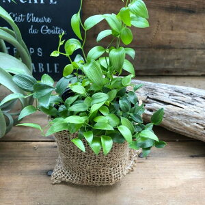 観葉植物 つるの人気商品 通販 価格比較 価格 Com