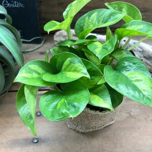 y|gX O[oO[z |gX ŐVi  킢  ~jTCY e[uTCY  ϗtA ~jϗt Ă₷ SҌ K[fjO 