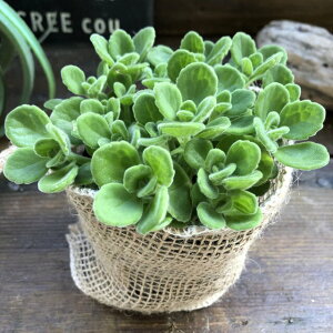観葉植物 アロマティカスの通販 価格比較 価格 Com