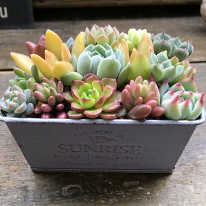 yuL̑񂹐AzbA   CeA ϗtA v[g Mtg b