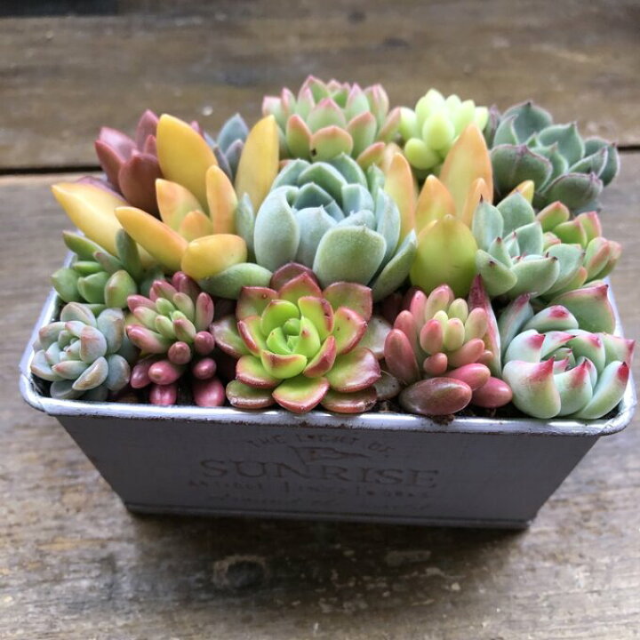 楽天市場】【ブリキ鉢の多肉寄せ植え】☆｜多肉植物 可愛い もりもり 