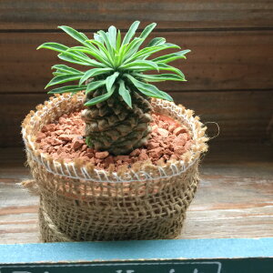 観葉植物 ソテツキリンの人気商品 通販 価格比較 価格 Com