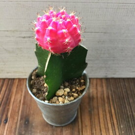 楽天市場 ピンク 観葉植物 花 観葉植物 花 ガーデン Diyの通販