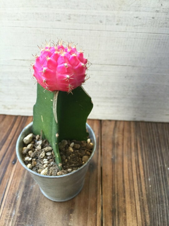 楽天市場 緋牡丹 ピンク サボテン 多肉植物 ガーデニング インテリア 観葉植物 サニーポップ