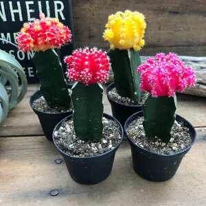 yꉲO T{e 4Zbg z q{^ ڂ q A 킢  Jt ʂ ~jTCY e[uTCY Ϗܗp Ă₷ SҌ 