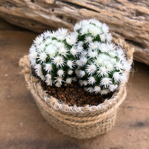 観葉植物 鉢 白の人気商品 通販 価格比較 価格 Com 観葉植物 鉢 白の人気商品 通販 価格比較 価格 Com