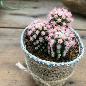 楽天市場 サボテン 鉢花 花 観葉植物 花 ガーデン Diyの通販 楽天市場 サボテン 鉢花 花 観葉植物 花 ガーデン Diyの通販